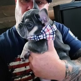 French Bulldog Puppies from Michigan fresh Coast Frenchies