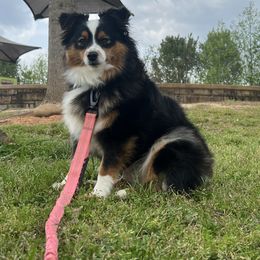 Australian Shepherd and Miniature American Shepherd All Grown Up from Heart2Heart Pups LLC