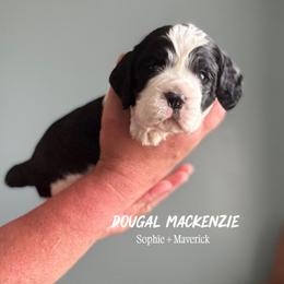 Dougal MacKenzie - Black and white male English Springer Spaniel puppy in Tupalo, Mississippi from Butterfield Trail Farm