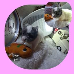 Yorkshire Terrier Puppies from Nemec's Yorkies