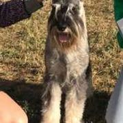 Standard Schnauzers from Straw Hat Standard Schnauzers