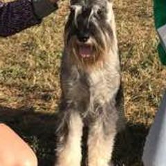 Standard Schnauzers from Straw Hat Standard Schnauzers