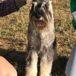 Standard Schnauzers from Straw Hat Standard Schnauzers