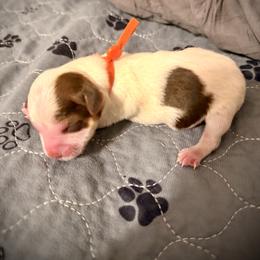 Girl 2 orange - Parti female Yorkshire Terrier puppy in Machesney Park, Illinois from Three Yorkie Family