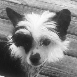 Alex - Chinese Crested