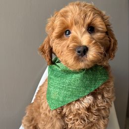 Green Boy - Apricot male Goldendoodle puppy in Lebanon, Pennsylvania from Homespundoodles