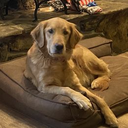 Cami - Golden Retriever