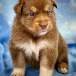 Australian Shepherd Puppies from Royal Aussie’s