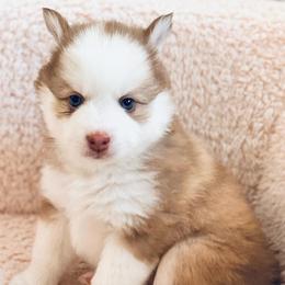Aurelia - Red and white female Pomsky puppy in Lincoln, Nebraska from Blue Heaven Pomsky