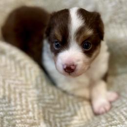 Roary - Red merle male Toy Australian Shepherd puppy in Miami, Oklahoma from HighEnd Aussies