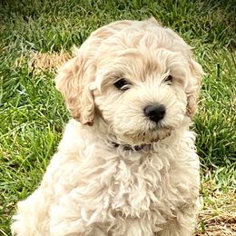 Australian Labradoodle Puppies from Tiny Treasures Australian Labradoodles