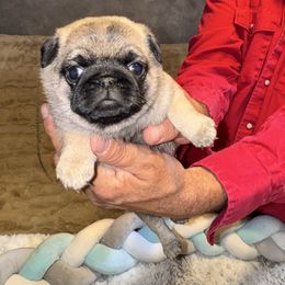 Ms. Purple - Fawn female Pug puppy in Arlington, Washington from Sweet Potato Pugs