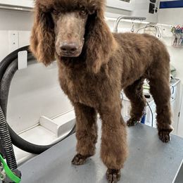 Boggle - Brown male Poodle puppy in Berea, Kentucky from Legacy Poodles