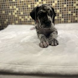 Hot pink collar - Merle female Great Dane puppy in Ider, Alabama from Sand Mountain Danes LLC