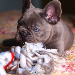 French Bulldog Puppies from Moss Frenchie's Home