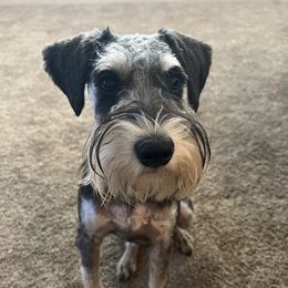Enzo - Miniature Schnauzer