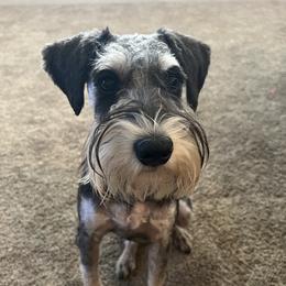 Enzo - Miniature Schnauzer