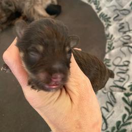 Liver tan - Liver male Miniature Schnauzer puppy in Malvern, Arkansas from Deep South Miniature Schnauzers