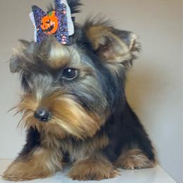 Patriot - Black and tan male Yorkshire Terrier puppy in Los Angeles, California from 818 Yorkies