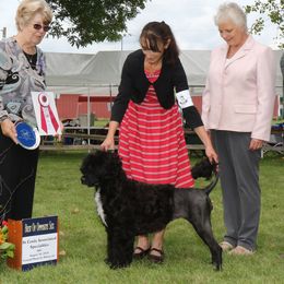 Portuguese Water Dogs from Cindel Portuguese Water Dogs
