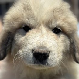 Boy 2 - White and badger male Great Pyrenees puppy in Arroyo Grande, California from R Pyr Great Pyrenees