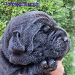 Purple collar - Black female Labrador Retriever puppy in Fombell, Pennsylvania from Rebellion Labradors
