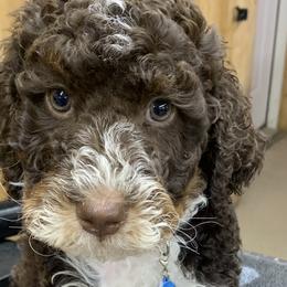 Assorted Doodle Crosses, Bernedoodles, Cockapoos, Double Doodles, Goldendoodles, and Golden Retrievers from Hawk Mountain Doodles