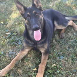 Alibi von der Kriegerseele - Black and tan female German Shepherd puppy in Chestnut, Illinois from Fireside Fernweh