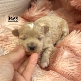 Bee - Cream female Maltipoo puppy in Traverse City, Michigan from Riyem Wildflower Farms