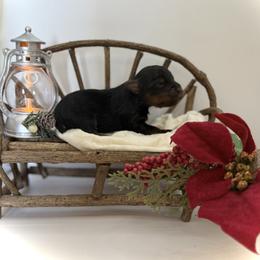 Mack - Black and tan male Yorkshire Terrier puppy in Hastings, Nebraska from Promise Land Pets