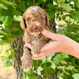 Wyatt - Red male Cockapoo puppy in Beresford, South Dakota from DAKOTA DOOD RANCH