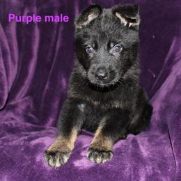 Purple male - Bi-color male German Shepherd puppy in Ann Arbor, Michigan from Von Der Havier German Shepherds