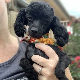 Coco - Poodle