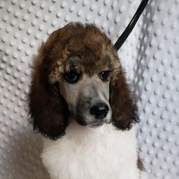 Poodle Puppies from Blue Moon Standard Poodles