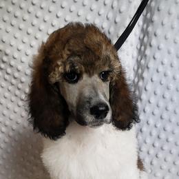 Poodle Puppies from Blue Moon Standard Poodles