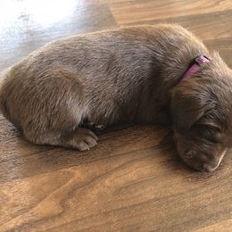 Dilute Retriever and Labrador Retriever Puppies from CKB Labradors