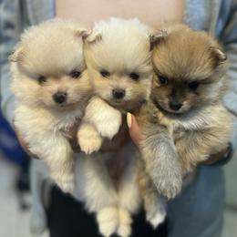 Pomeranian Puppies from Adorable PomPoms