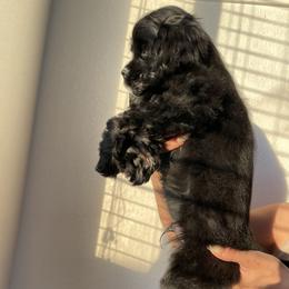 Cocker Spaniel Puppies from SassyCockerG