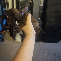 Dachshund Puppies from Pearson Federico