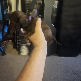 Dachshund Puppies from Pearson Federico