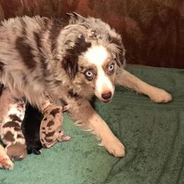 ZuZu - Miniature Australian Shepherd