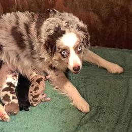 ZuZu - Miniature Australian Shepherd