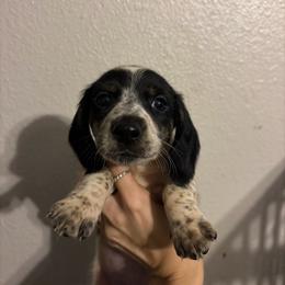 Patch - Piebald male Dachshund puppy in Conroe, Texas from R&M Dachshunds
