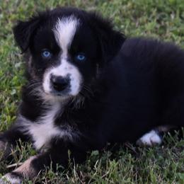 VALLI - Black tri-color female Australian Shepherd puppy in Nowata, Oklahoma from 4Feathers