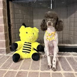 Maggie - Parti female Poodle puppy in Bedford, Texas from S.H.A.R.P.’s Toy Poodles