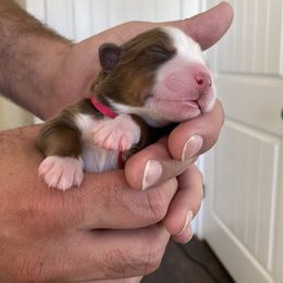 Girl 5 - Miniature Australian Shepherd puppy in Hyrum, Utah from Amie's Aussies & Doodles