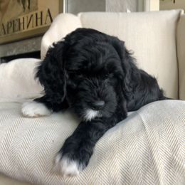 Portuguese Water Dog All Grown Up from Magellan Portuguese Water Dog