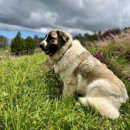 Uly - Pyrenean Mastiff