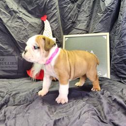 Willa - Red and white female Bulldog puppy in Hillsdale County, Michigan from KZ Bullies LLC
