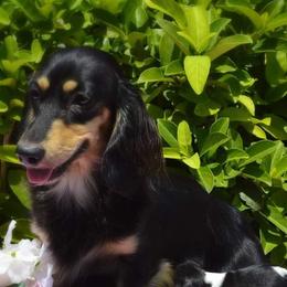 Dachshunds from Cameo Dachshunds